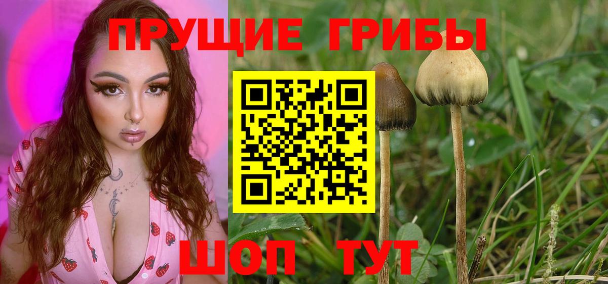 Новокубанск  Галлюциногенные грибы GOLDEN TEACHER  Псилоцибиновые грибы Magic Shrooms  как найти закладки  Вход с VPN 